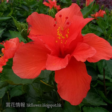 大紅花種植|【園藝趣談】大紅花或朱槿 